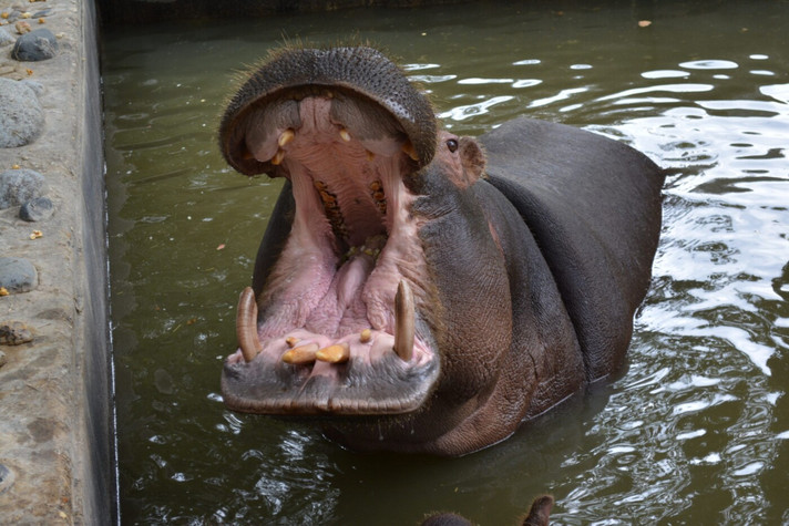 Épisode Chablis Hebdo - Chablis Hippopotame de l'émission Chablis Hebdo