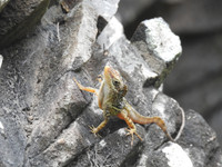 Projet MERCI : la lutte contre les reptiles envahissants s'organise dans la Caraïbe