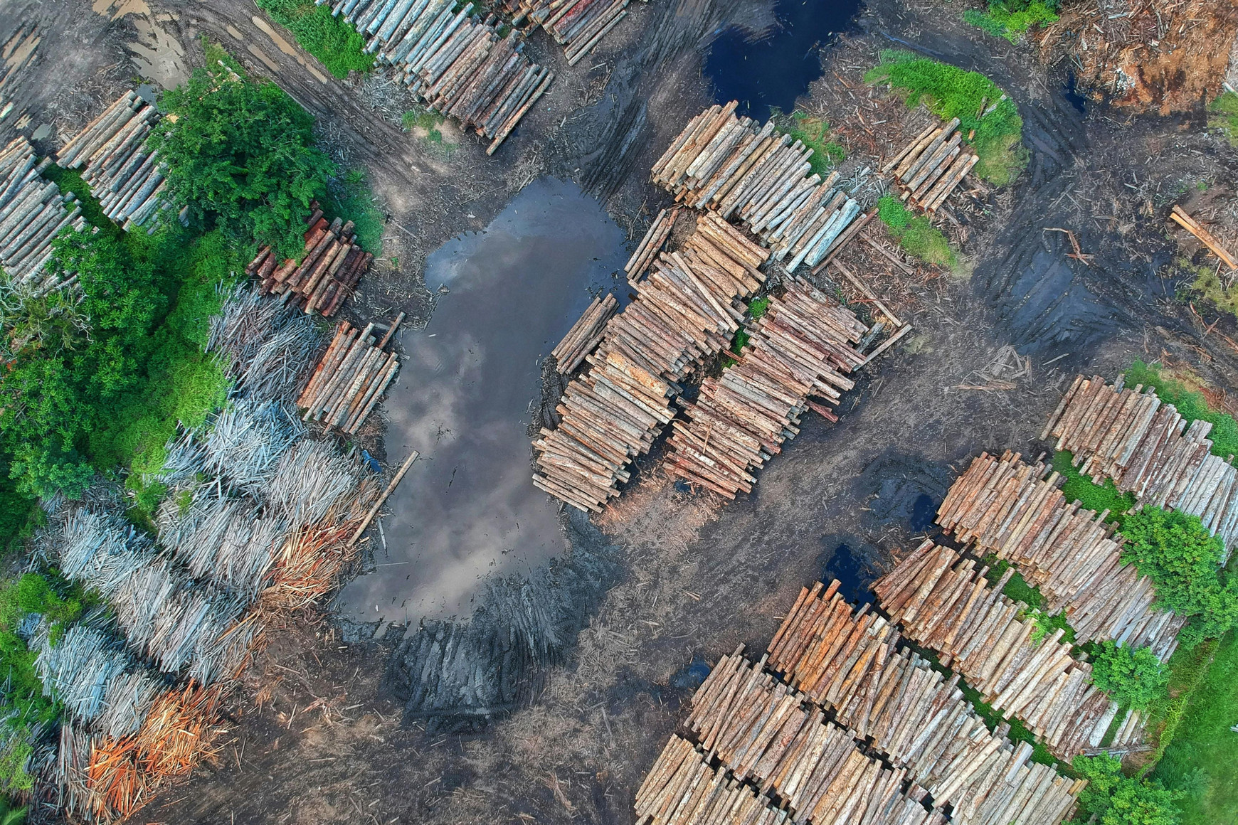 Photo de Pok Rie - Pexels Déforestation