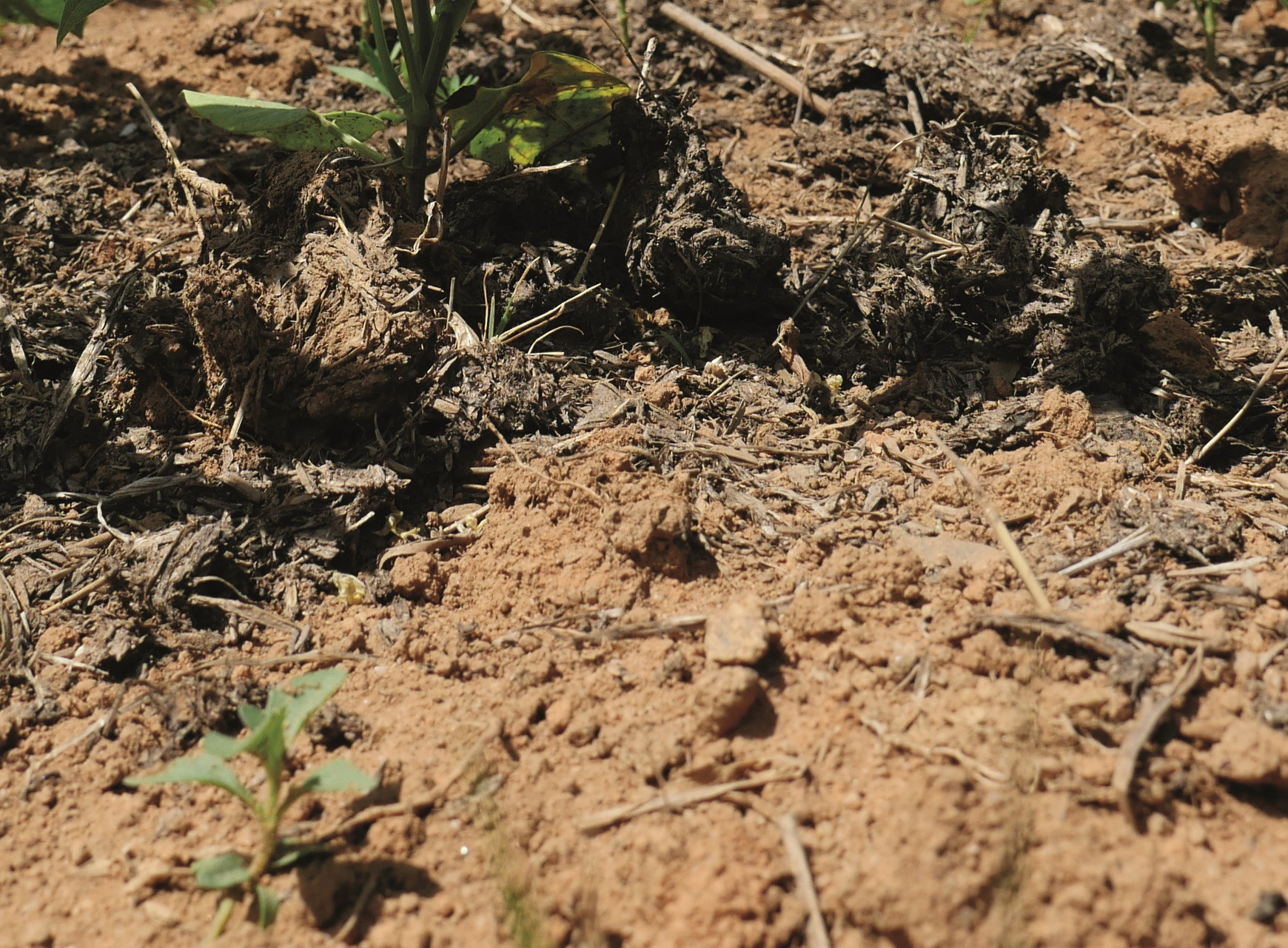 Photo de Tiphaine Chevallier La richesse des sols