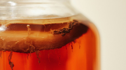 Festival de la fermentation à Nantes : un phénomène qui se démocratise