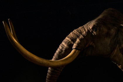 Vivons-nous la sixième extinction de masse ?