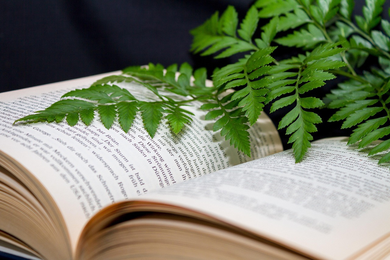 Image de Pixabay Pas si vertes, nos grandes écoles