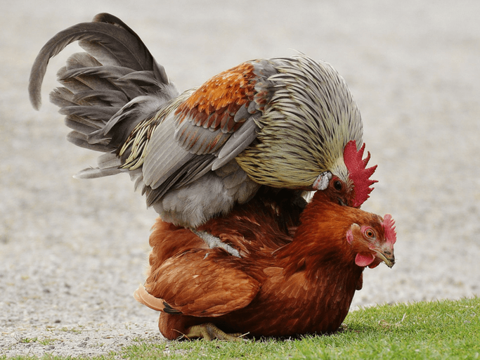 Épisode Chablis Hebdo // Chablis fait Lapoule ! de l'émission Chablis Hebdo