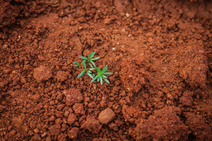 L'agroécologie au Sud  