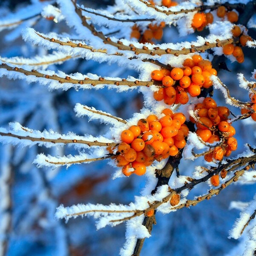 Amplitudes : Résidents #1