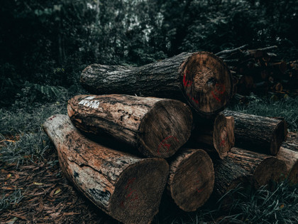 Règlement européen contre la déforestation et la dégradation des forêts - Lilla Assas