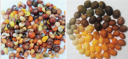 En Charente-maritime, un atelier de parures vieux de 42 000 ans mis au jour