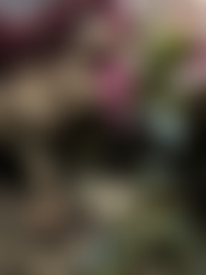 Le cimetière des chiens