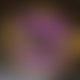 Face aux murs // Noé et les trottoirs qui chantent