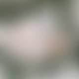 Face aux murs // Marquise, collages oniriques