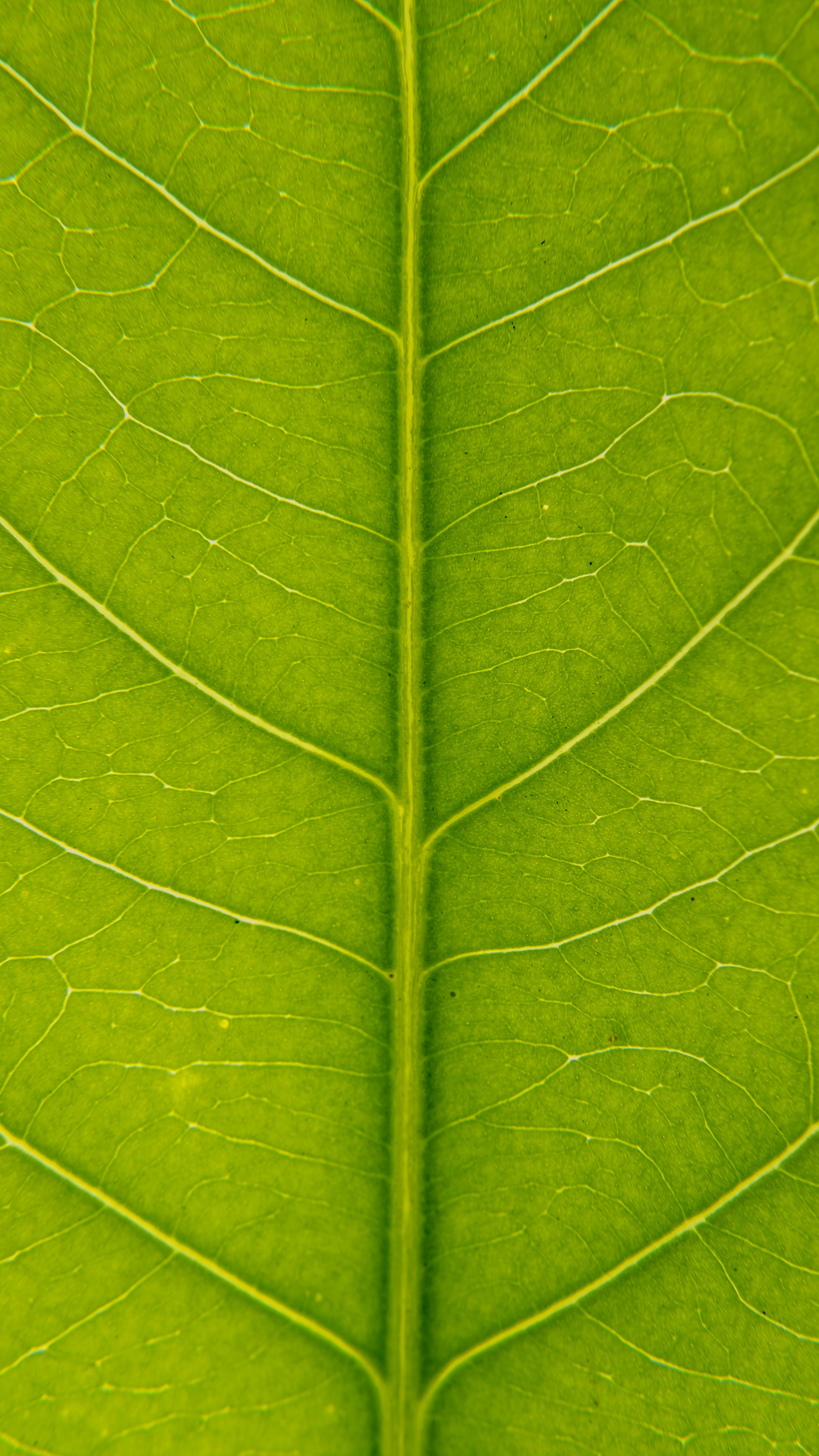 ©Mulyadi sur Unsplash L'art et l'agroécologie