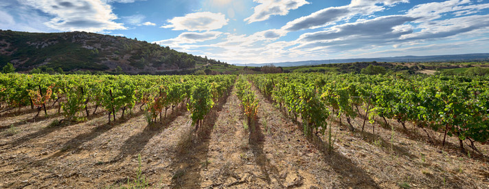 Épisode Le renouveau du vignoble Languedocien de l'émission Les coudes sur la table