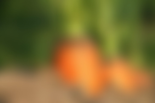 À la Recherche d'une Agriculture Logique