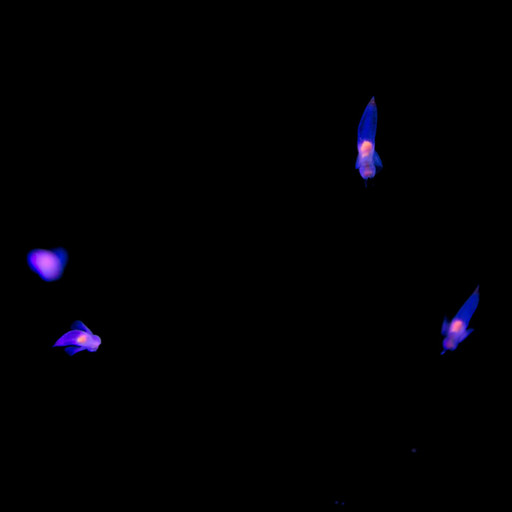 Épisode Amplitudes : Musiques anxiogènes⁶ - Le vide de l'émission Amplitudes