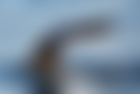 Chablis hebdo c'est comme fister une baleine en br...