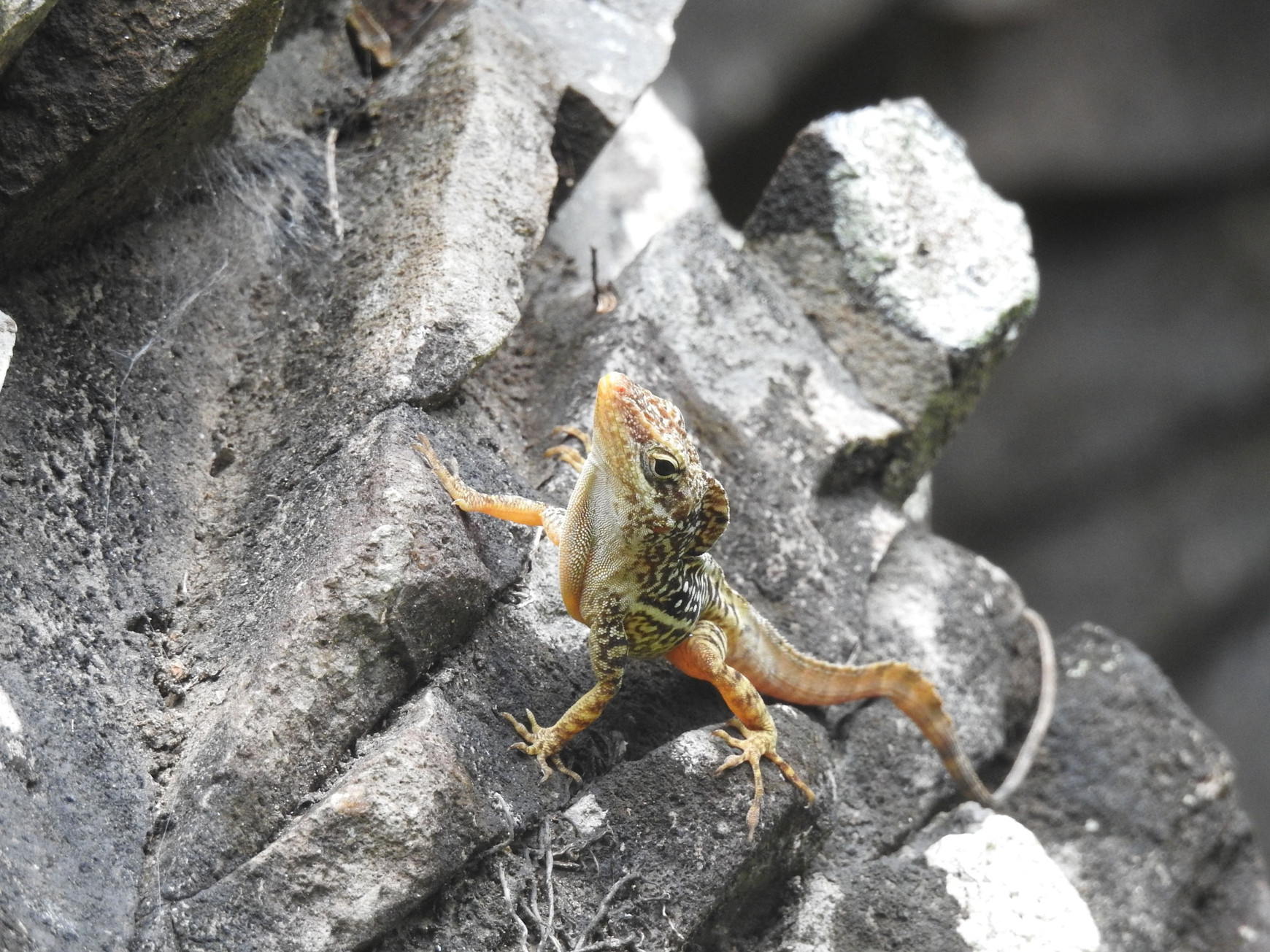 Anolis oculatus © Caribaea Initiative Projet MERCI : la lutte contre les reptiles envahissants s'organise dans la Caraïbe