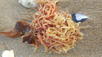 C’est quoi ce tas de spaghettis orange échoué sur la plage ?