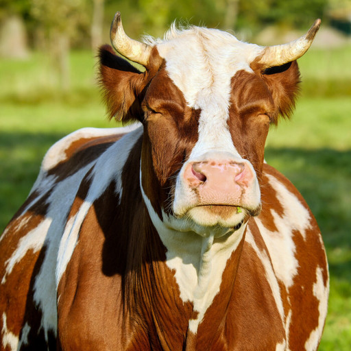 Épisode #15 Agriculture : champs peux plus de l'émission Happy Hour Scientifique