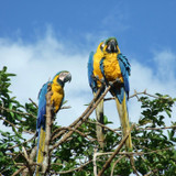 Mappemonde : Venezuela