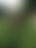 L'oeil à l'écoute / samedi 25.02.2017- 18h: Une vi...