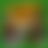 Mercredi ! Les animaux en folie