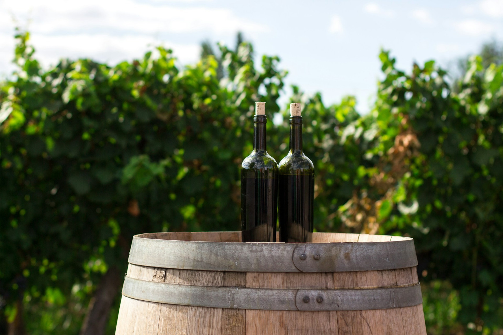 Photo de Rodrigo Abreu sur Unsplash Les vignerons indépendants ligériens inquiet face aux droits de douane