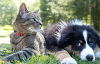 Veronika Vrecionová, sur le bien-être des chiens et des chats