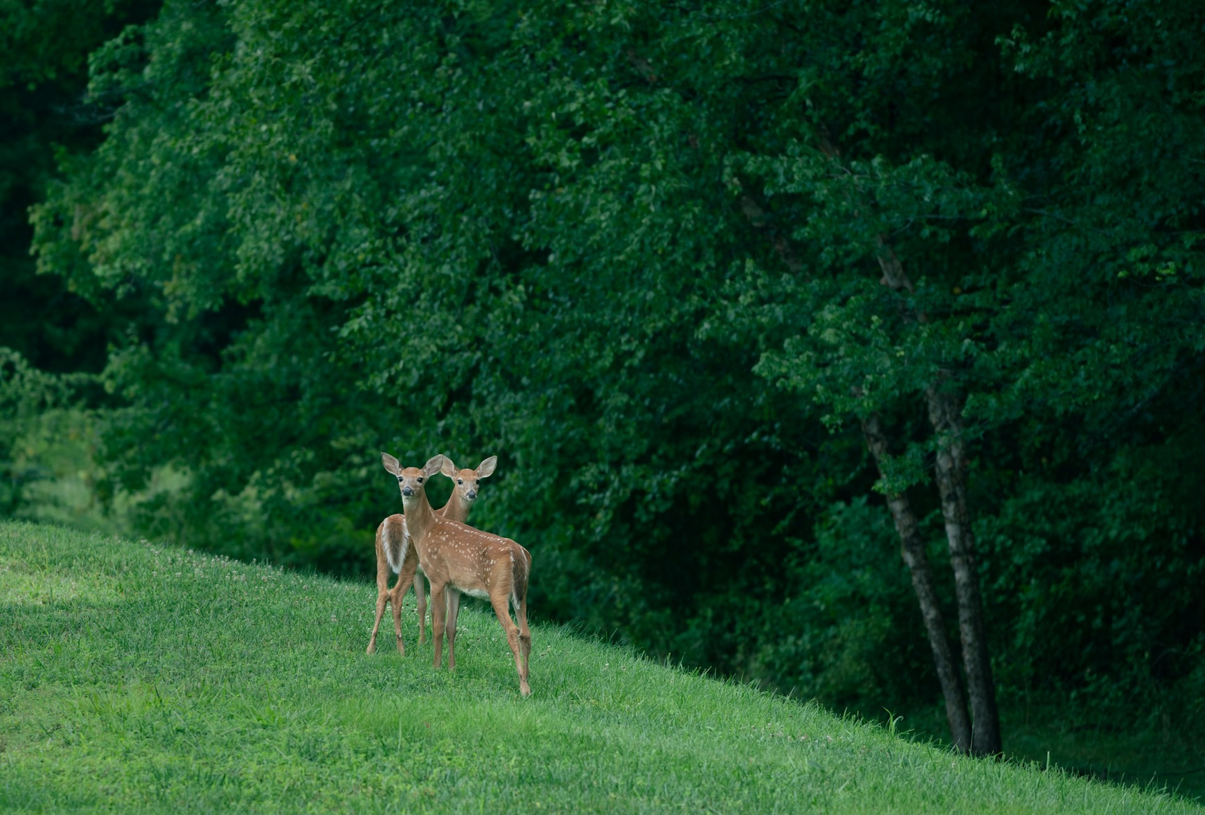 Photo de Srini Somanchi sur Unsplash Vous avez dit sentience ?