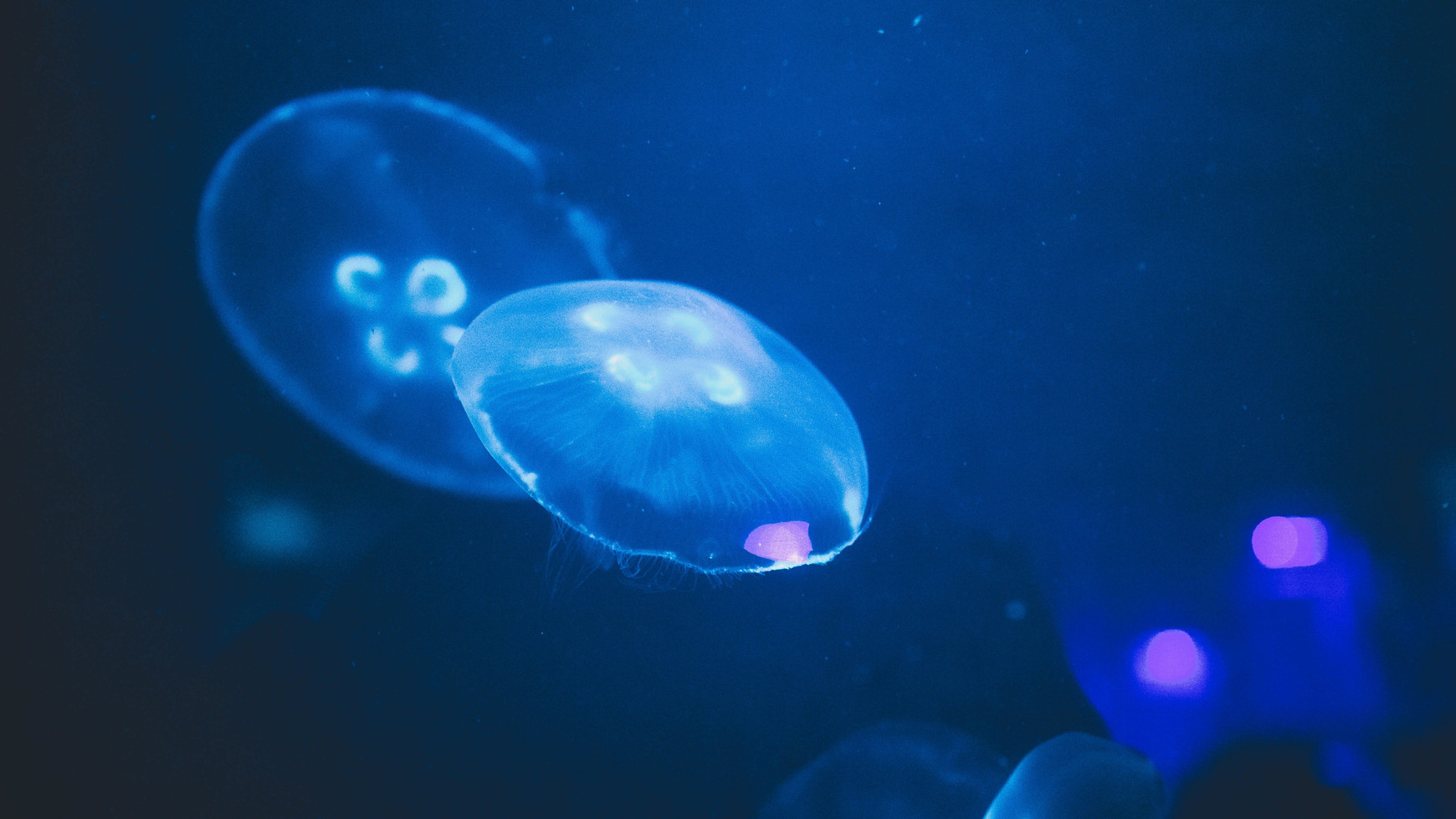 @Diego San sur Unsplash Les grands fonds marins