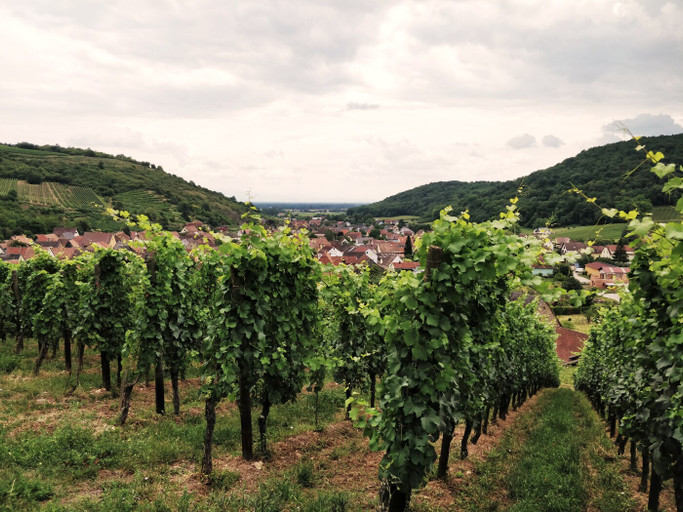 Épisode LCSLT : L'Alsace, terre de vins rouges de l'émission Les coudes sur la table