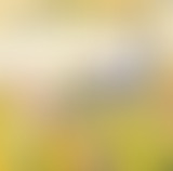 Ligue des Albums Incompris (Ep.41) Harmonium