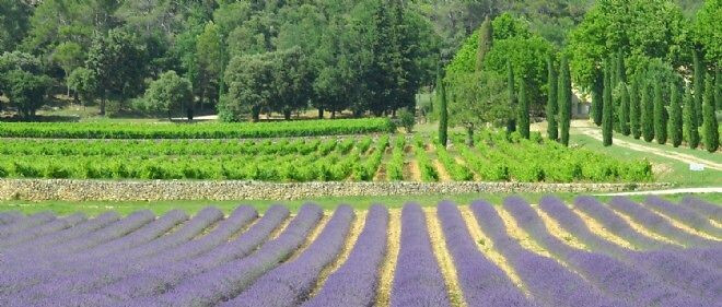 Épisode Et non, en Provence, il n'y a pas que le rosé dans... de l'émission Les coudes sur la table