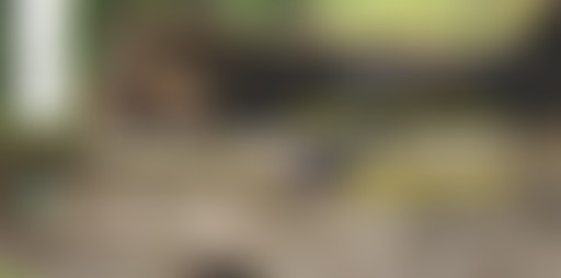 L'ours à bras-le-corps @Paris Diderot