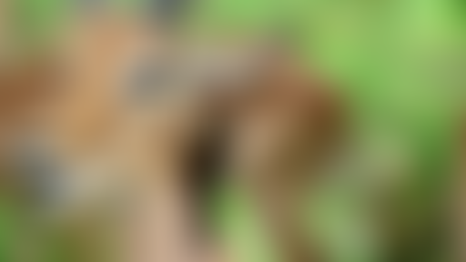 Sandwich Triangle - Dress Rehearsals