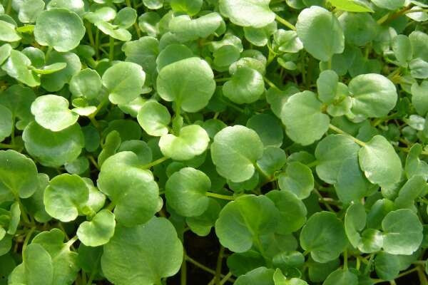 Épisode Alimentaire Mon Cher Watson : Le Cresson de la Fam... de l'émission Alimentaire Mon Cher Watson