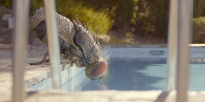 Épisode Extérieur Nuit : TERRASSES, CINÉMAS ET MOUCHE GÉAN... de l'émission Extérieur Nuit