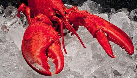 Épisode Chablis l’Été : Chablis en pince pour l'actu de l'émission Chablis Hebdo