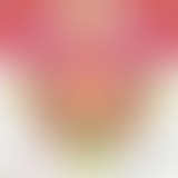 Yummy dans les nuages : retour au Japon