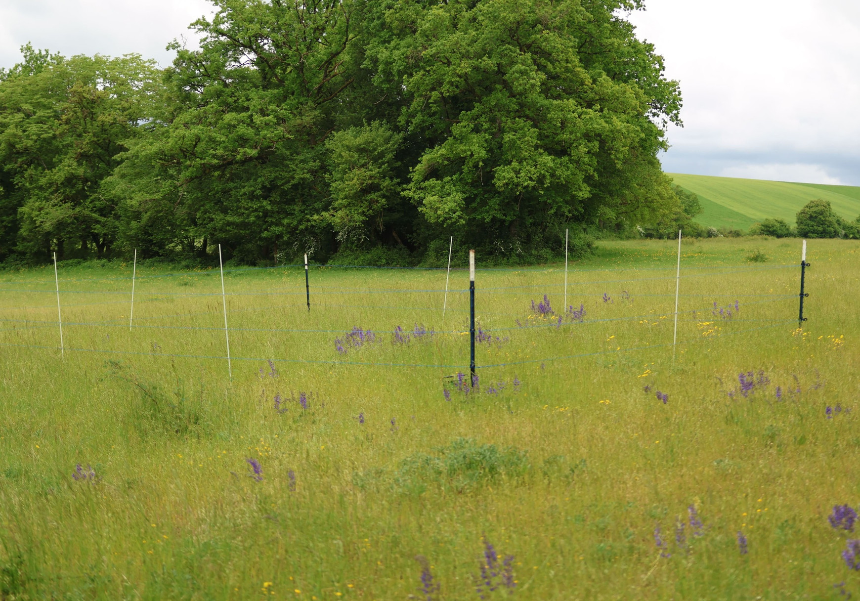 © Alan Beguinot - Parc national de forêts À la lisière de la Bourgogne et de la Champagne, le Parc national de forêts protège les prairies