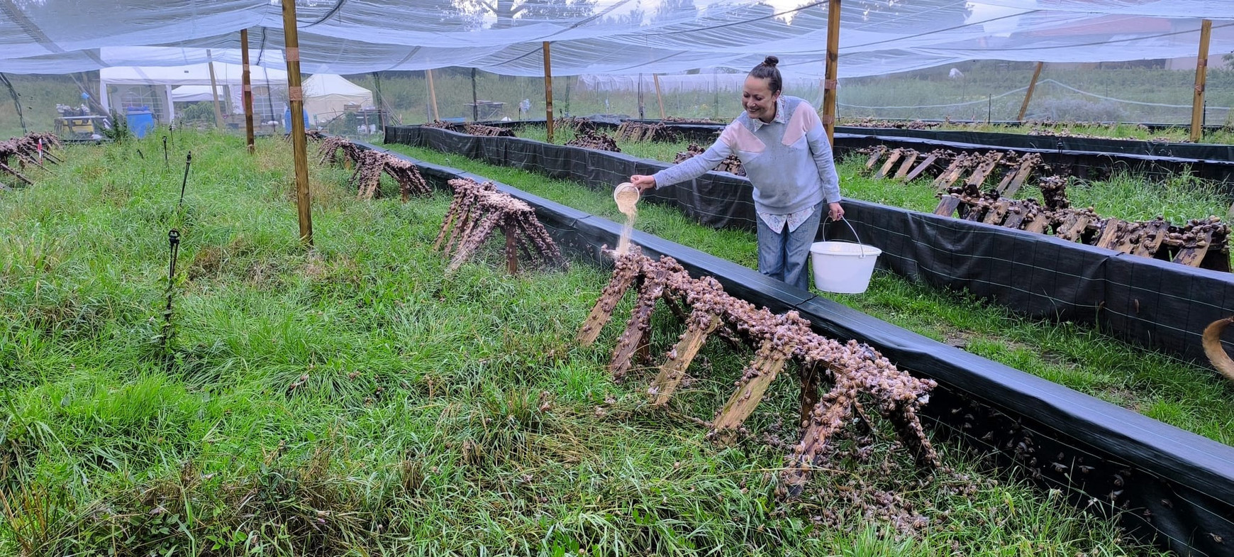 © Julie Hoeffel Une ferme aux escargots soutenue par l'Union européenne 
