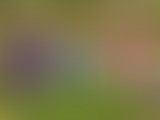 LCSLT : 21.12.18 // Le crémant, ça vous Die ?