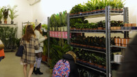 Plantes pour tous : des jardineries éphémères en milieu urbain