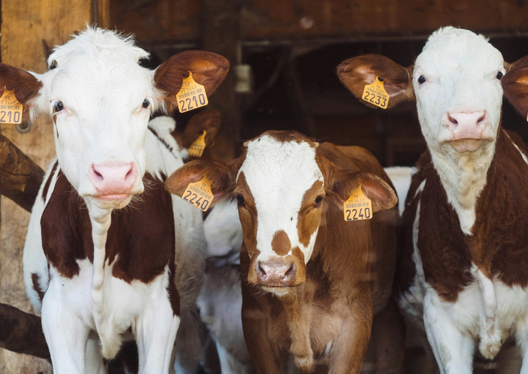 Photo de Annie Spratt via Unsplash Bien être animal : l'Union Européenne est-elle à la hauteur ?