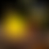 Novorama du 14 septembre 2015 - spéciale festivals...