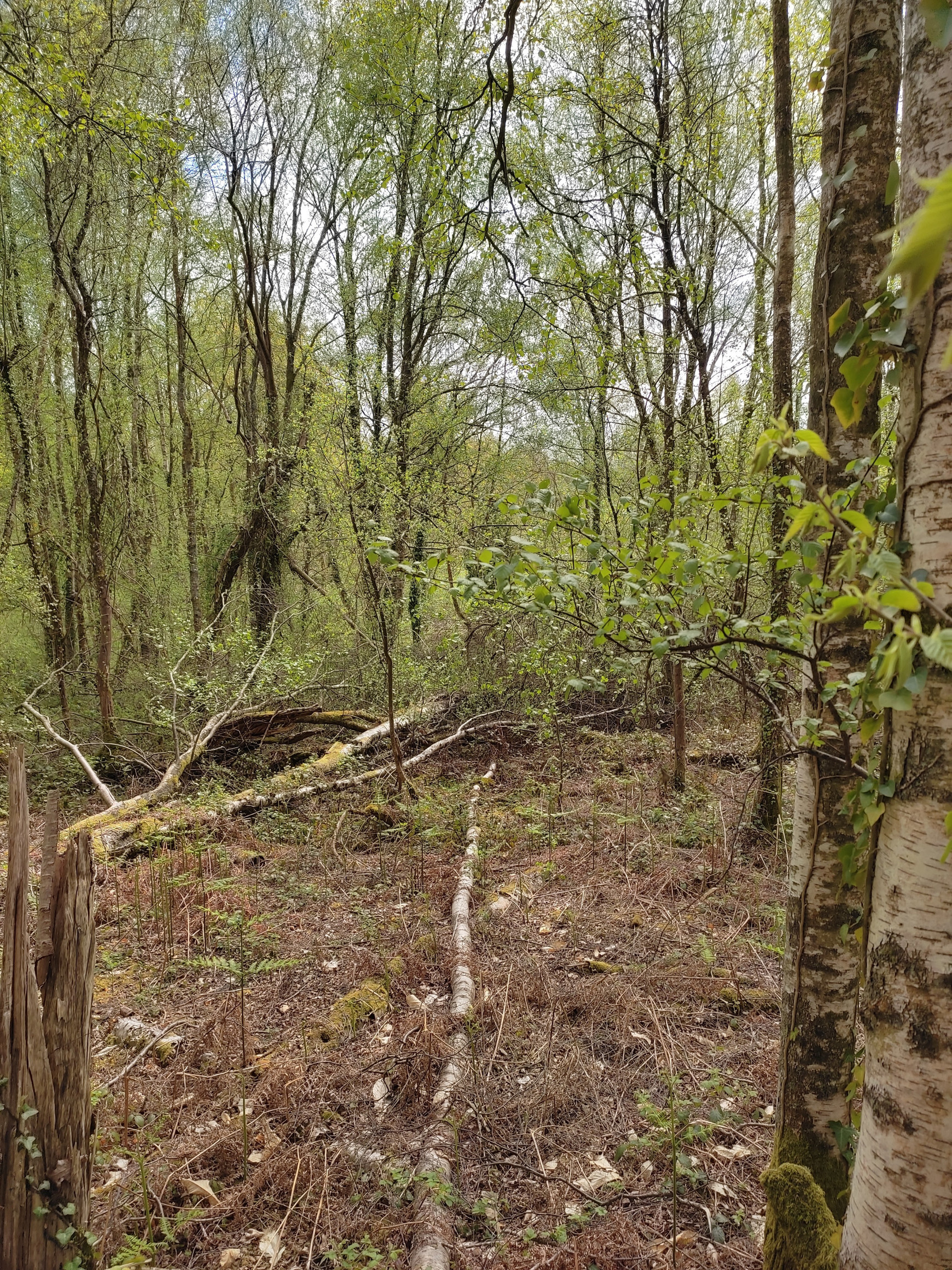 © Brice Andlauer (Une forêt en cours de ré-ensauvagement dans le Perche) Ré-ensauvager les espaces naturels (1/2) - L'Europe vue d'ici #119