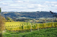 L'UE se prononce en faveur du secteur vitivinicole