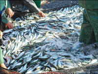 Un état des lieux des populations de poissons en Europe - Plongée dans les océans #30