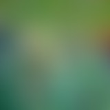 Mercredi ! Le carnaval des animaux