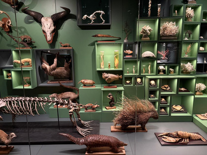Le Musée Zoologique de Strasbourg fait peau neuve